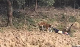 宁波老虎咬人视频全程,宁波老虎咬人事件全程回顾